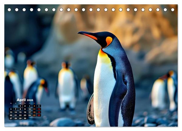 Produktbild: Mit den Pinguinen (Tischkalender 2026 DIN A5 quer), CALVENDO Monatskalender