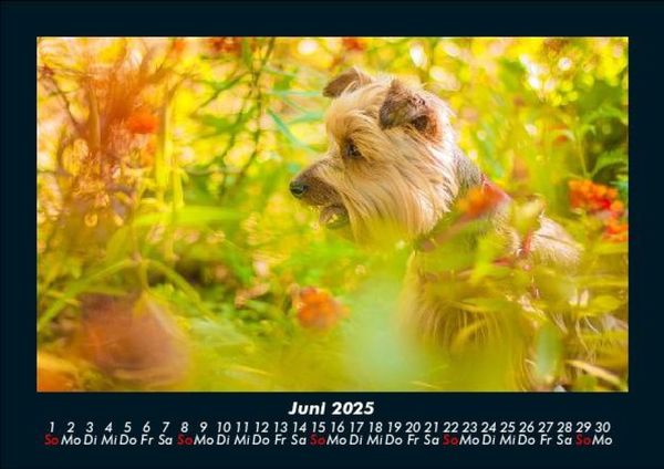 Produktbild: Blumentr&auml;ume 2025 Fotokalender DIN A5