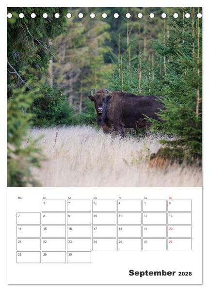 Produktbild: Wittgenstein &ndash; Eine Region mit beeindruckend sch&ouml;ner Landschaft (Tischkalender 2026 DIN A5 hoch), CALVENDO Monatskalender