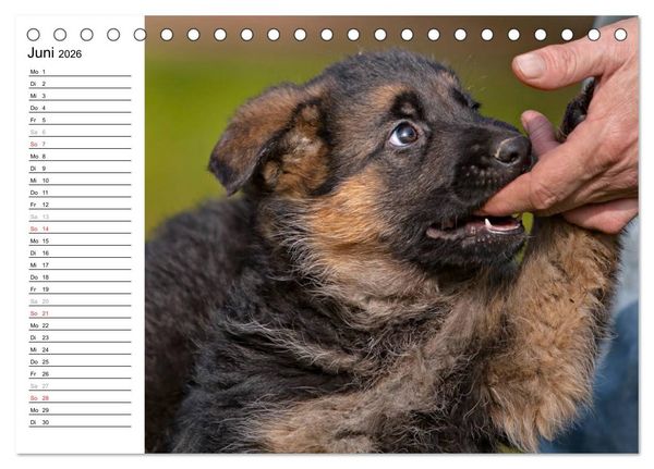 Produktbild: Deutscher Sch&auml;ferhund - Welpen (Tischkalender 2026 DIN A5 quer), CALVENDO Monatskalender