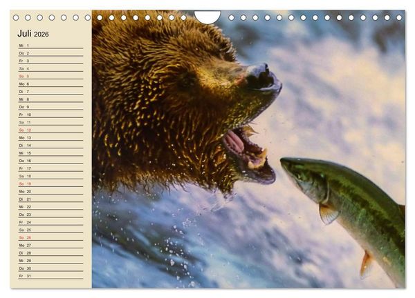 Produktbild: B&auml;ren (Wandkalender 2026 DIN A4 quer), CALVENDO Monatskalender
