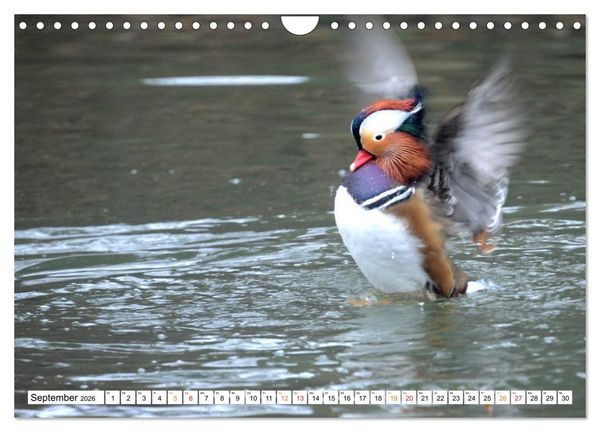 Produktbild: Mandarinenten, ein Farbtupfer auf allen Gew&auml;ssern. (Wandkalender 2026 DIN A4 quer), CALVENDO Monatskalender