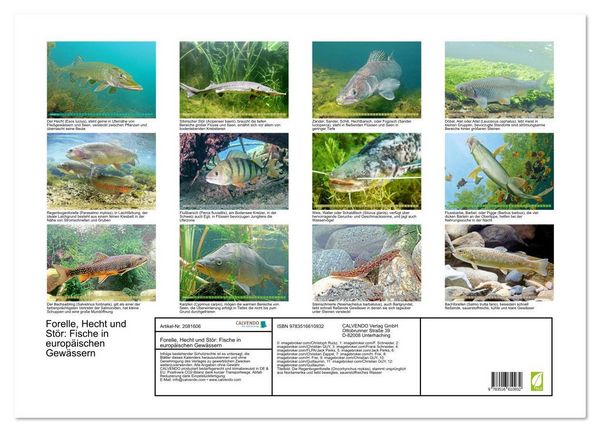 Produktbild: Forelle, Hecht und St&ouml;r: Fische in europ&auml;ischen Gew&auml;ssern (Wandkalender 2026 DIN A2 quer), CALVENDO Monatskalender