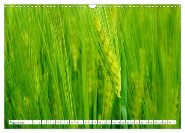 Produktbild: GR&Uuml;N . Die Kraft der Natur (Wandkalender 2026 DIN A3 quer), CALVENDO Monatskalender