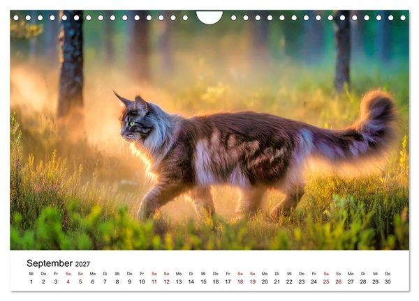 Produktbild: Eleganz in Pelz - ein Maine Coon - Kalender (Wandkalender 2027 DIN A4 quer), CALVENDO Monatskalender