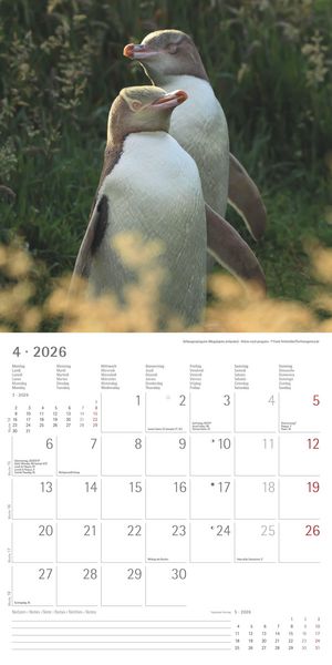 Pinguine 2026 - Broschürenkalender 30x30 cm (30x60 geöffnet) - Kalender mit Platz für Notizen - Penguins - Bildkalender - Wandplaner - Wandkalender