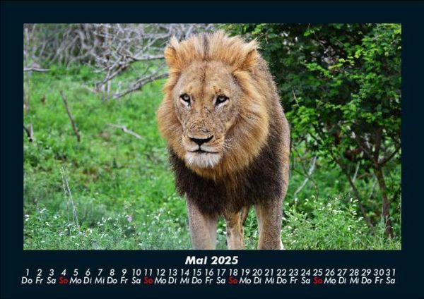 Produktbild: L&ouml;wen in der Wildnis 2025 Fotokalender DIN A5