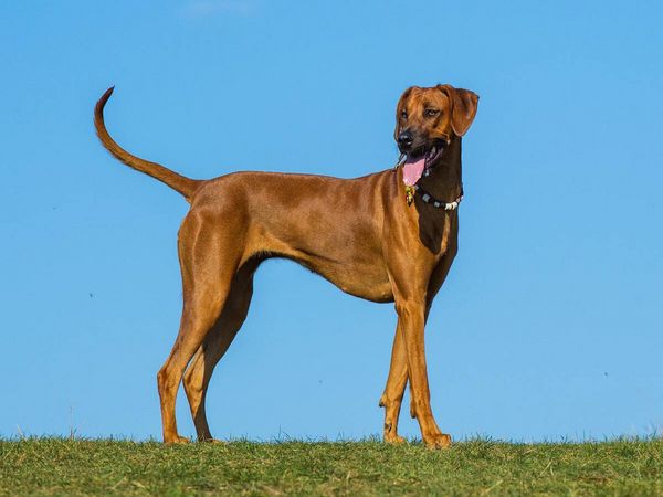 Produktbild: CALVENDO Puzzle Rhodesian Ridgeback | 1000 Teile Lege-Gr&ouml;&szlig;e 64x48cm Foto-Puzzle f&uuml;r gl&uuml;ckliche Stunden