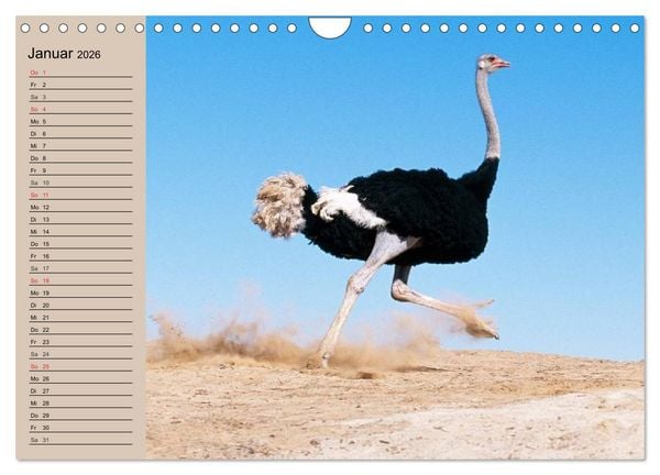 Produktbild: Vogel Strau&szlig;. Imposanter Riese und L&auml;ufer (Wandkalender 2026 DIN A4 quer), CALVENDO Monatskalender