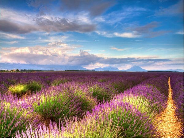 Produktbild: CALVENDO Puzzle Lavendelfelder auf dem Valensole Plateau im Sommer | 1000 Teile Lege-Gr&ouml;&szlig;e 64x48cm Foto-Puzzle f&uuml;r gl&uuml;ckliche Stunden