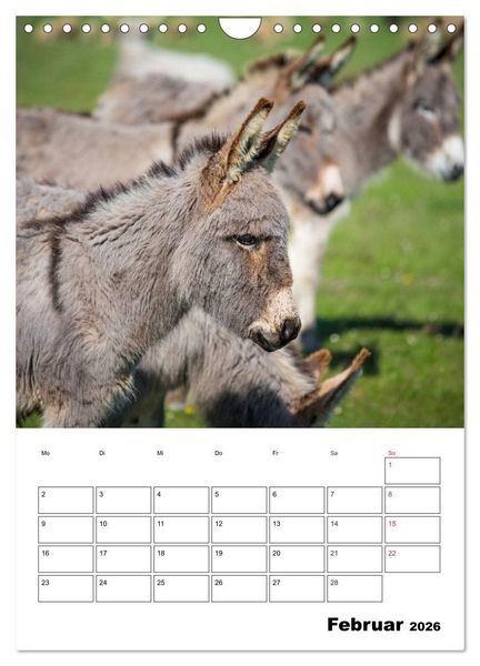 Produktbild: S&uuml;&szlig;e Esel. Langohren zum Verlieben (Wandkalender 2026 DIN A4 hoch), CALVENDO Monatskalender