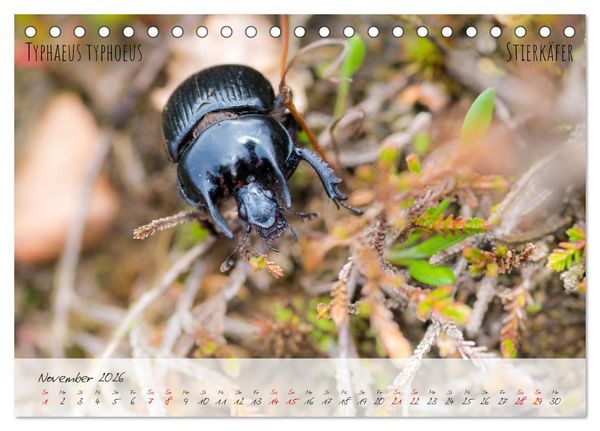 Produktbild: K&auml;fer-Wunderwelten (Tischkalender 2026 DIN A5 quer), CALVENDO Monatskalender