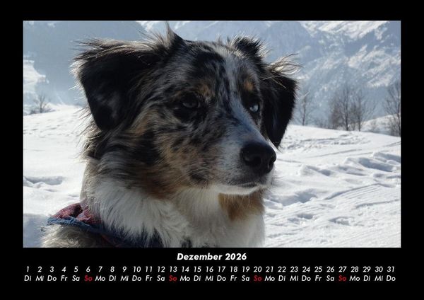 Produktbild: Hundezauber 2026 Fotokalender DIN A3