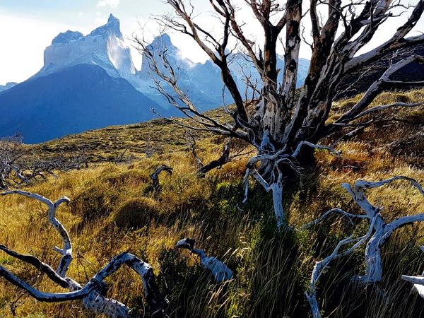 Produktbild: CALVENDO Puzzle Mirador Cuernos, Torres del Paine Nationalpark, Chile 1000 Teile Puzzle quer | 1000 Teile Lege-Gr&ouml;&szlig;e 64 &times; 48 cm Foto-Puzzle f&uuml;r gl&uuml;ckliche Stunden