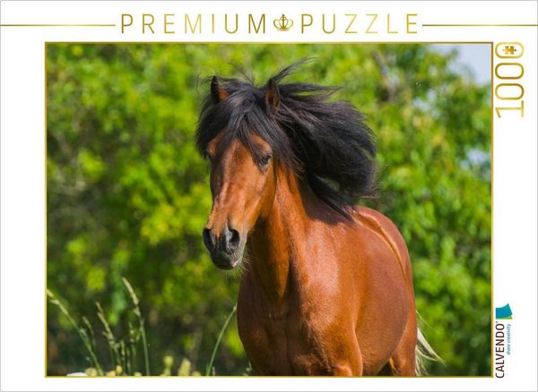 Produktbild: CALVENDO Puzzle Welsh Pony Portr&auml;t | 1000 Teile Lege-Gr&ouml;&szlig;e 64x48cm Foto-Puzzle f&uuml;r gl&uuml;ckliche Stunden