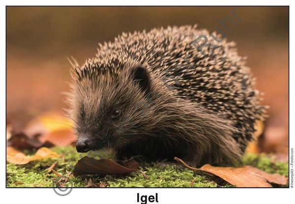 Produktbild: Feld- und Wiesentiere - Fotokarten mit Sachinfos