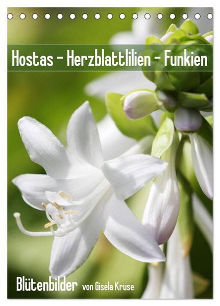 Produktbild: Hostas Herzblattlilien Funkien (Tischkalender 2026 DIN A5 hoch), CALVENDO Monatskalender