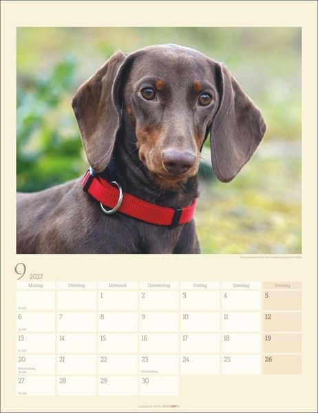 Produktbild: Dackel Kalender 2027