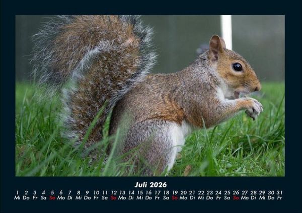 Produktbild: Waldbewohner 2026 Fotokalender DIN A4