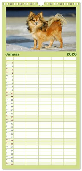 Produktbild: Familienplaner 2026 - Chihuahua - Kleine Hunde ganz gro&szlig; mit 5 Spalten (Wandkalender, 21 x 45 cm) CALVENDO