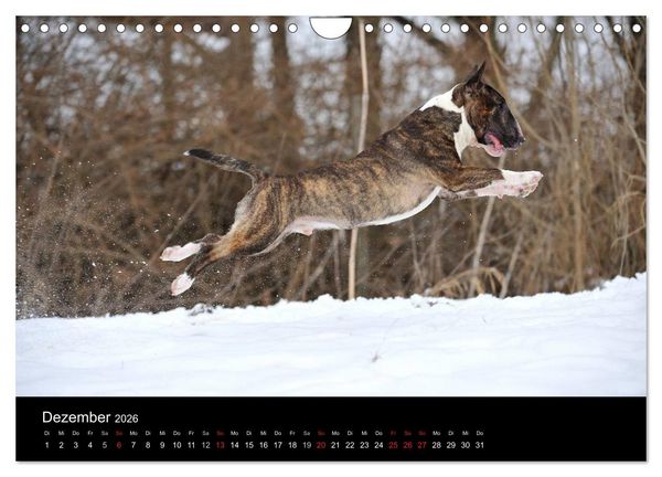 Produktbild: Bullterrier 2026 - Kleine Clowns mit gro&szlig;em Herz (Wandkalender 2026 DIN A4 quer), CALVENDO Monatskalender