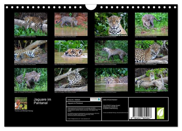 Produktbild: Jaguare im Pantanal (Wandkalender 2026 DIN A4 quer), CALVENDO Monatskalender