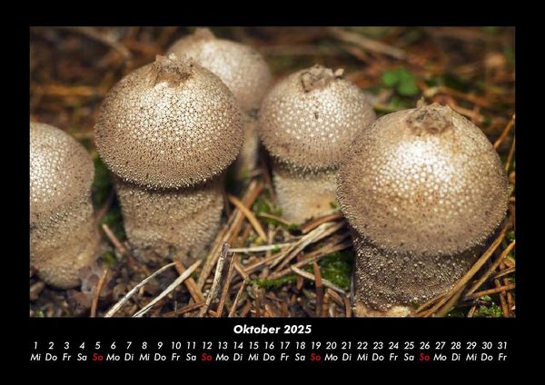 Produktbild: Pilzkalender 2025 Fotokalender DIN A3