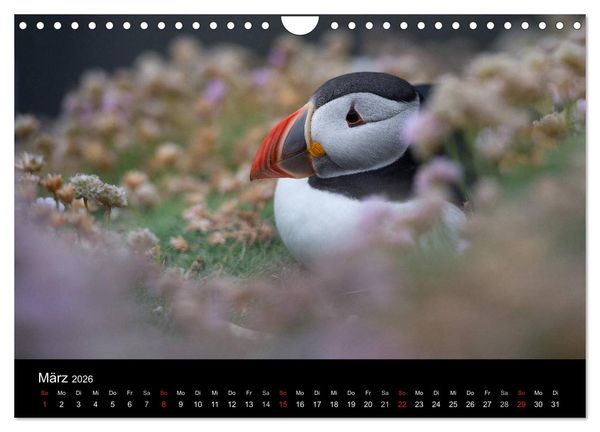 Produktbild: Papageientaucher 2026 (Wandkalender 2026 DIN A4 quer), CALVENDO Monatskalender