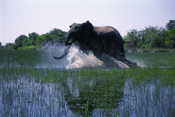 Produktbild: African Safari