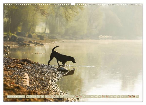 Produktbild: Labrador Trio - 3 Farben, 3 Freunde (hochwertiger Premium Wandkalender 2026 DIN A2 quer), Kunstdruck in Hochglanz