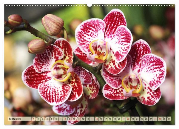 Produktbild: Beliebte Orchideen (hochwertiger Premium Wandkalender 2026 DIN A2 quer), Kunstdruck in Hochglanz