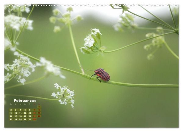 Produktbild: Klein aber oho. Die bunte Welt der Insekten (hochwertiger Premium Wandkalender 2026 DIN A2 quer), Kunstdruck in Hochglanz
