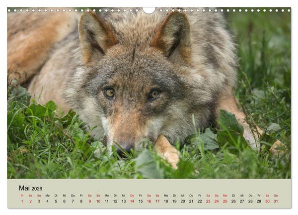 Produktbild: Wolfsrudel (Wandkalender 2026 DIN A3 quer), CALVENDO Monatskalender