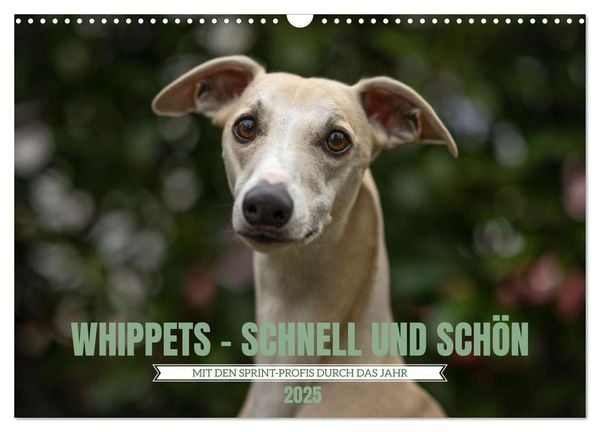 WHIPPETS - SCHNELL UND SCHÖN (Wandkalender 2025 DIN A3 quer), CALVENDO Monatskalender