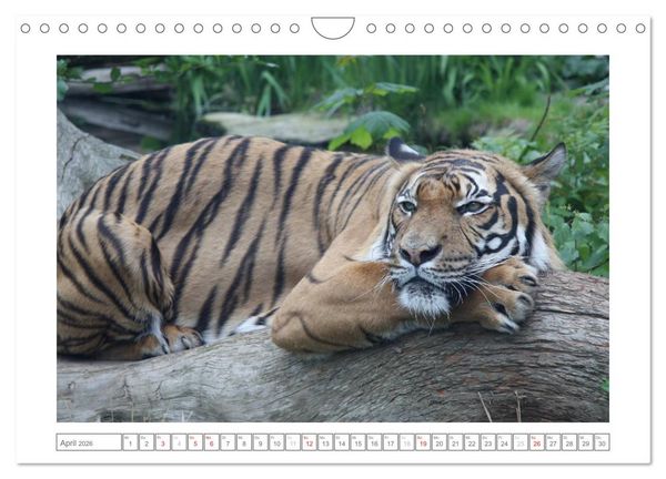 Produktbild: Tiere im Zoo (Wandkalender 2026 DIN A4 quer), CALVENDO Monatskalender