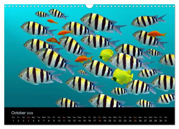 Produktbild: Water Dreams-journey through the sea (Wall Calendar 2026 DIN A3 landscape), CALVENDO 12 Month Wall Calendar