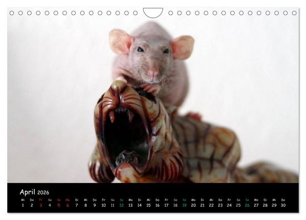 Produktbild: Fellnasen. Die bunte Welt der Farbratten. (Wandkalender 2026 DIN A4 quer), CALVENDO Monatskalender