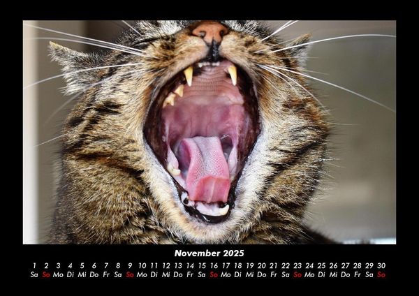 Produktbild: F&uuml;r Katzenfreunde 2025 Fotokalender DIN A3