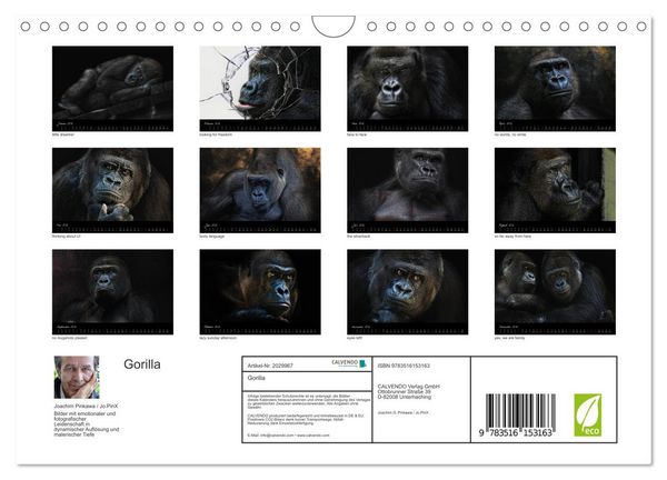 Produktbild: Gorilla (Wandkalender 2026 DIN A4 quer), CALVENDO Monatskalender