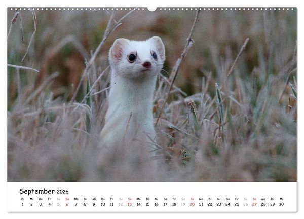 Produktbild: Hermelin - das wieselflinke Raubtier (hochwertiger Premium Wandkalender 2026 DIN A2 quer), Kunstdruck in Hochglanz