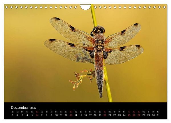Produktbild: Libellen im Ried (Wandkalender 2026 DIN A4 quer), CALVENDO Monatskalender