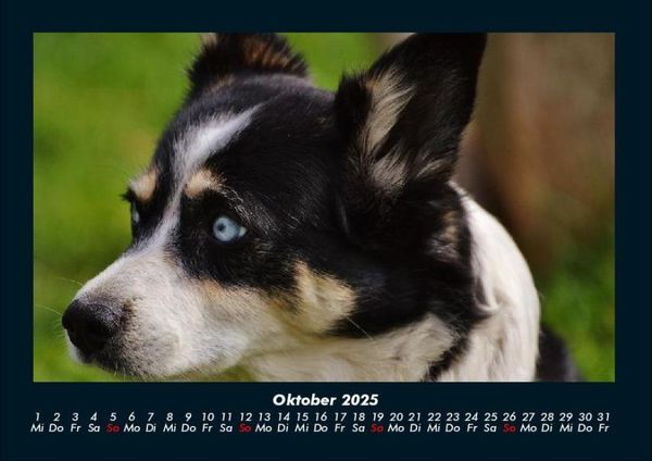 Produktbild: Welt der Tiere 2025 Fotokalender DIN A4