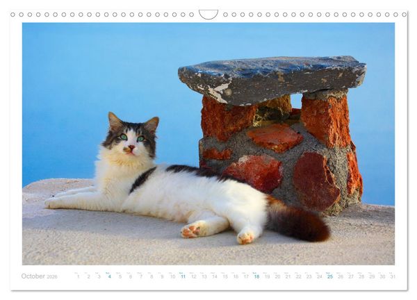 Produktbild: Cats of the Greek Islands (Wall Calendar 2026 DIN A3 landscape), CALVENDO 12 Month Wall Calendar