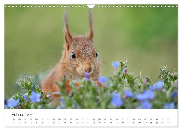 Produktbild: Eichh&ouml;rnchen Kinder (Wandkalender 2026 DIN A3 quer), CALVENDO Monatskalender