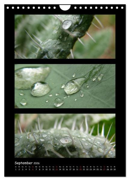 Produktbild: ZAUBERWELT DER BLUMEN - EISKRISTALLE & WASSERPERLEN (Wandkalender 2026 DIN A4 hoch), CALVENDO Monatskalender