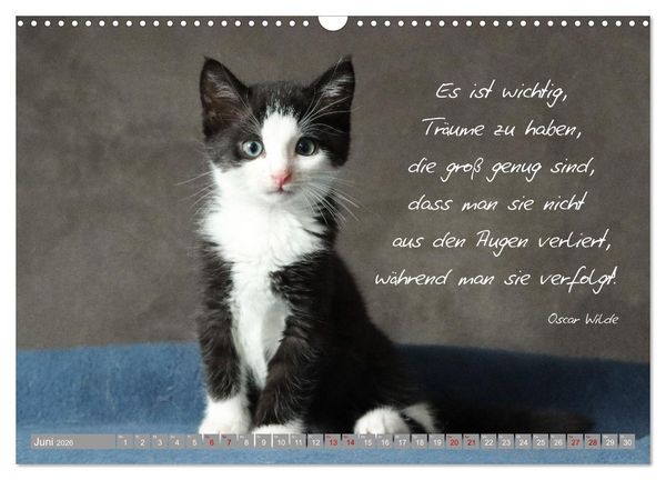 Produktbild: Katzenkinder - zauberhafte Wesen (Wandkalender 2026 DIN A3 quer), CALVENDO Monatskalender