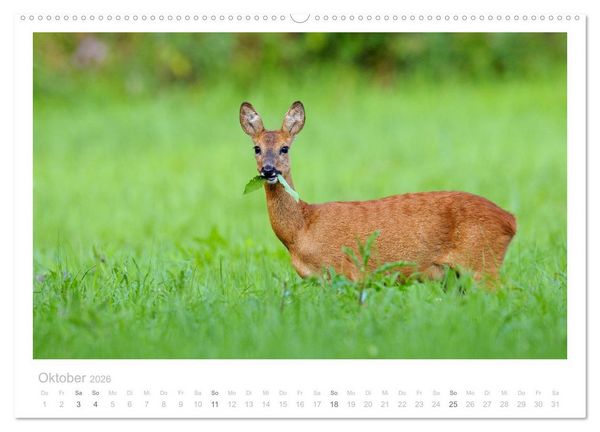 Produktbild: Rehwild 2026 (hochwertiger Premium Wandkalender 2026 DIN A2 quer), Kunstdruck in Hochglanz