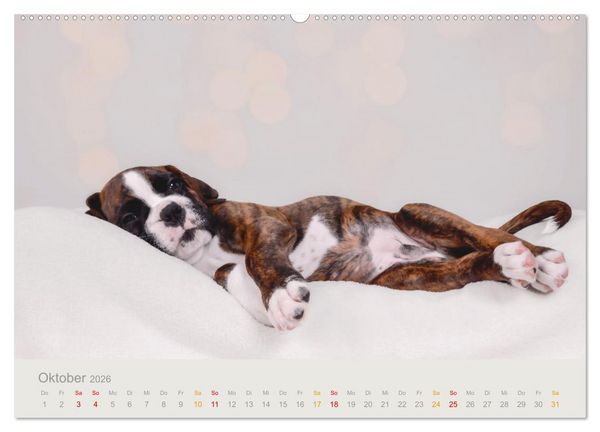 Produktbild: Boxer Welpen einfach zuckers&uuml;&szlig; (Wandkalender 2026 DIN A2 quer), CALVENDO Monatskalender