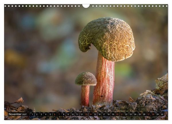 Produktbild: Kunstgalerie Wald - die verborgene Welt der Pilze (Wandkalender 2027 DIN A3 quer), CALVENDO Monatskalender