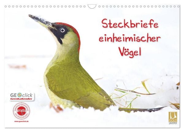 Produktbild: Steckbriefe einheimischer V&ouml;gel (Wandkalender 2026 DIN A3 quer), CALVENDO Monatskalender
